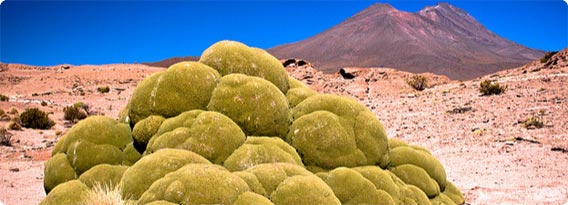 エイリアンが産み落とした緑色の卵のよう。アンデス山脈の「ヤレータ」