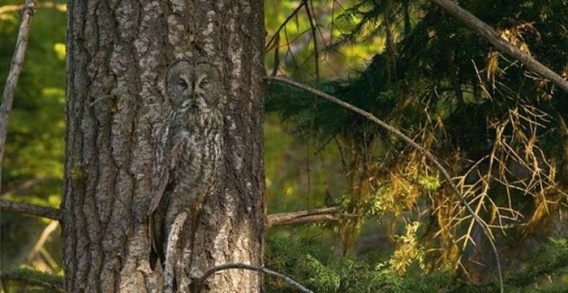 camouflaged_owls_14_e