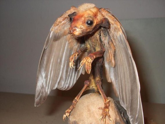 taxidermist_20_e