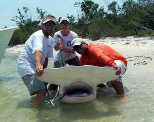 sharks_19