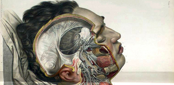 繊細にて芸術的。1600年代から1800年代にかけての人体解剖図