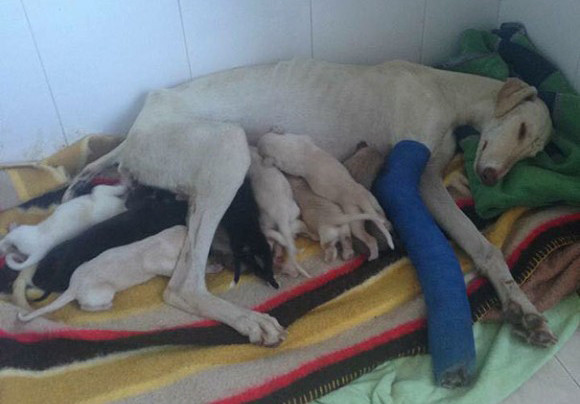 片足が折れ、ボロボロの状態で町をさまよっていた母犬。10匹の子犬たちを助けてくれる出会いを求めていた（スペイン）