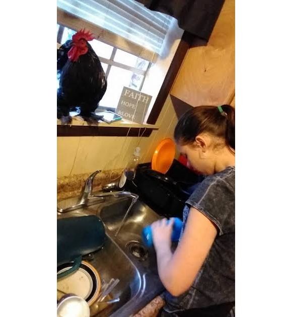 dishes
