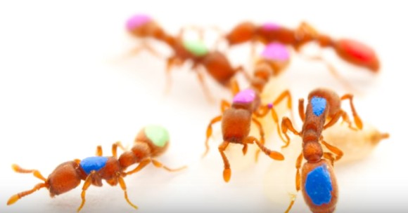 世界初の「遺伝子改変アリ」で、その複雑な昆虫社会の進化を解き明かす（米研究）