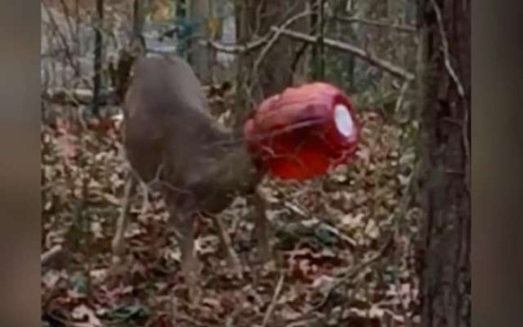 ハロウィン後の悲劇。頭がすっぽりオレンジ色の容器に入ってしまった鹿の救出大作戦（アメリカ）