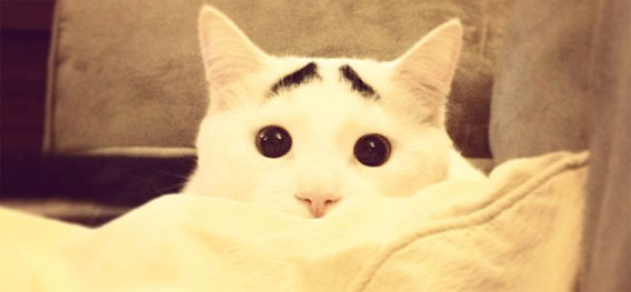 いつも心配そうな眉毛を持つ猫「サム」がネットで人気急上昇