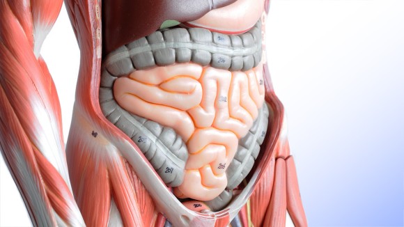 腸は第2の脳。腸に関する10の豆知識