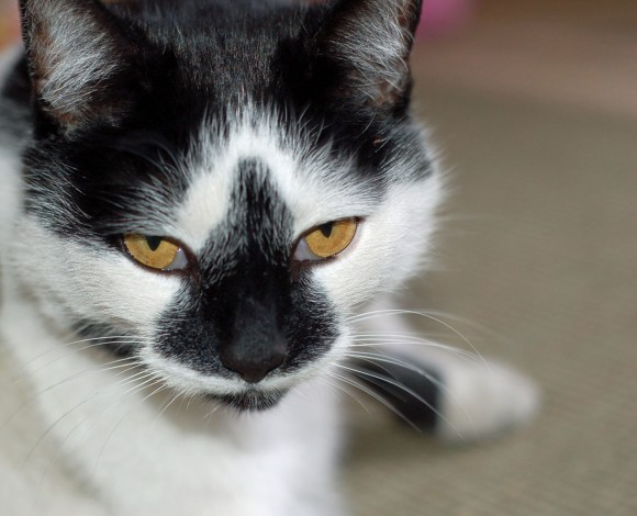 白黒猫のチョビヒゲや個性的な模様、その発生メカニズムが明らかに（英研究）