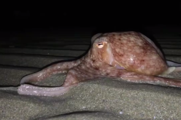 ウェールズの浜辺にタコが襲来！？不吉な前兆だとして住民たちが恐れおののく（イギリス）