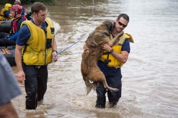 動物たちの命を救え！ハリケーンで被災した動物たちを命がけで助ける人々（米テキサス州）