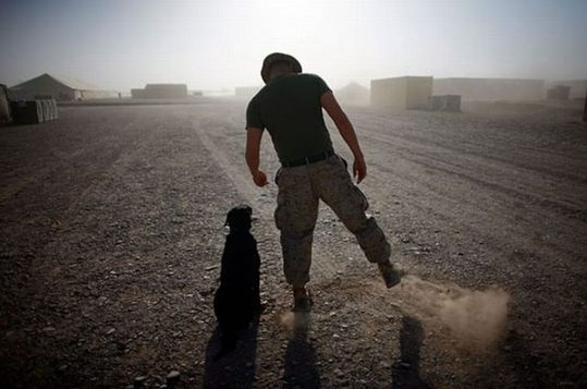 dogs_in_army_07