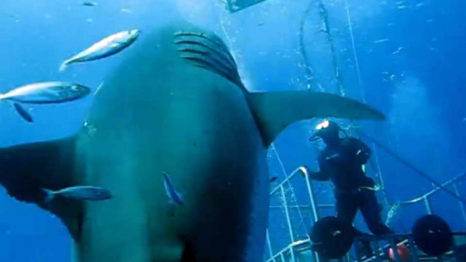 でかっ！世界最大級のホホジロザメ 「ディープ・ブルー」の最新映像がシャークだった