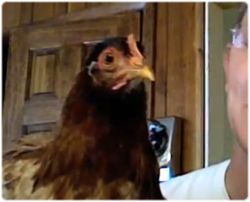 まったくブレないニワトリ