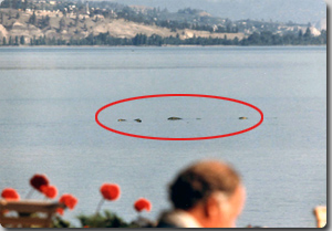 ヘビのような体を持つカナダのオカナガン湖特産のUMA「オゴポゴ」の死骸が発見される！？