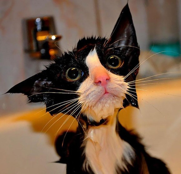 水も滴る「ぬれにゃんこ」。ウエットタイプもかわいい猫の22枚の写真+動画