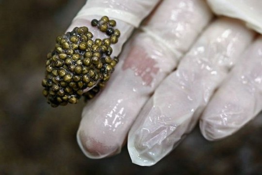 1258610619_how_black_caviar_is_made_01