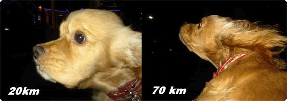 時速別：車の窓から顔を出す犬の顔の変化