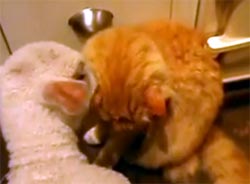 自らの餌を目の前にして子羊の生き餌となった猫