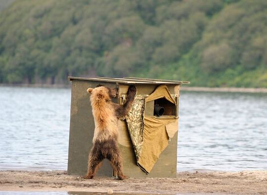 invisible_wildlife_photographer_14