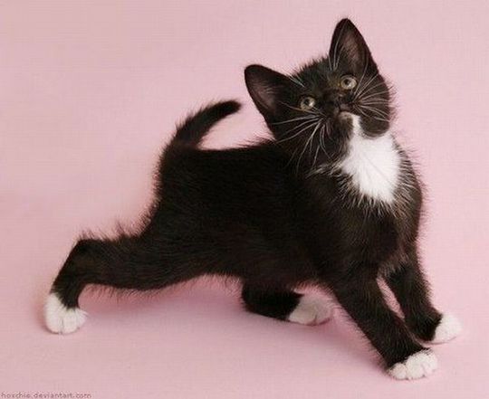 animals_77_21
