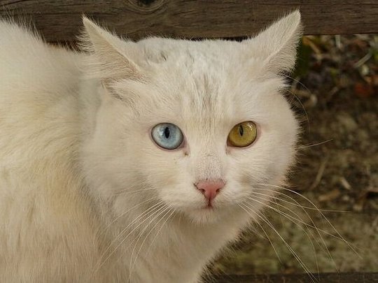 hybrid-animals-11