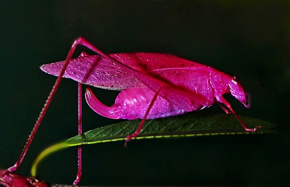 pink katydid 1
