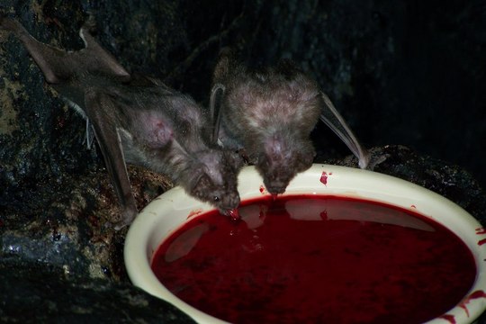 吸血コウモリが闇夜に皿に盛られた血を吸うところをとらえた貴重な写真 カラパイア
