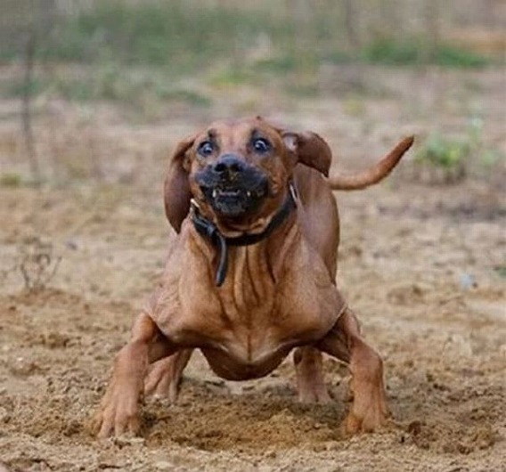 dogs_are_stupid_41