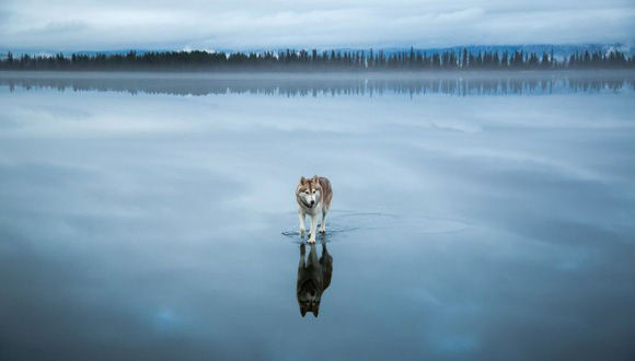 水面を歩くハスキー犬！？そんな特殊能力を身に着けたかのように威風堂々と氷上を歩くハスキー犬の写真
