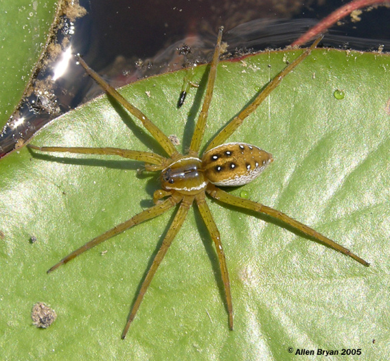 Dolomedes triton- Fishing Spider