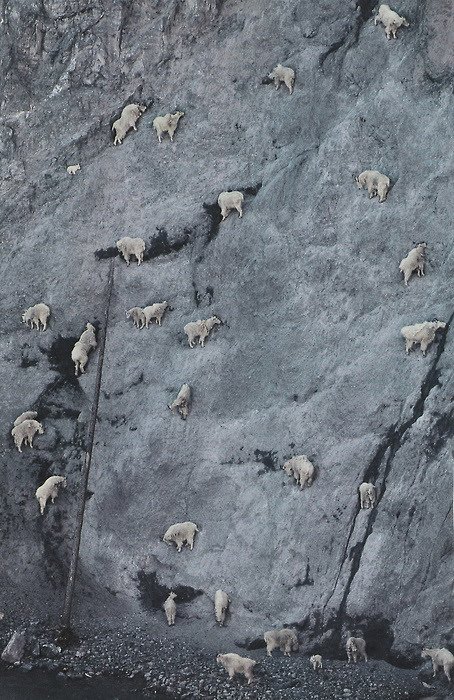 crazy_goats_26