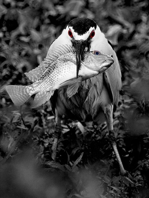 birds_eat_everything_13