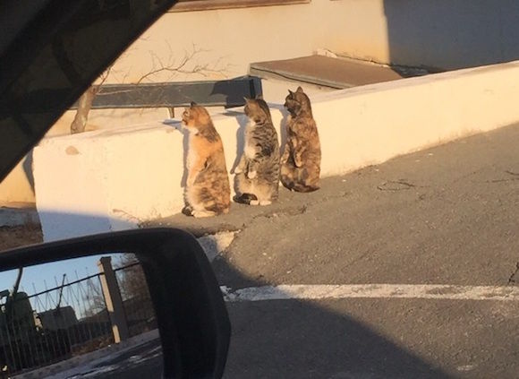 シュールすぎた。3匹の猫が二足立ちして並びながら何かを監視している風景