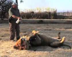 【動画】気持ちよすぎてライオン昇天、ライオンのエステ