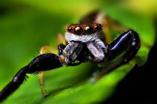 cute animals spiders (12)