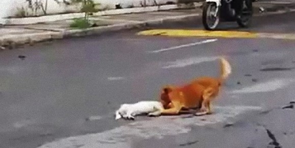 起きて、ねえ起きて！車にひかれて動かなくなってしまった犬を必死に動かそうとする犬（メキシコ）