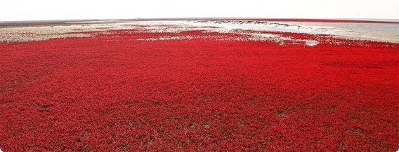 メラメラな火の海のよう。海辺に広がる真っ赤なじゅうたん「中国・紅海灘風景区」