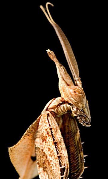 alien_insects_10