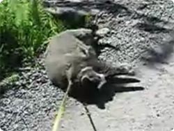 散歩は断固拒否する猫？？