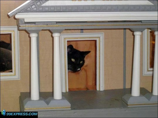 cat-rancho-17
