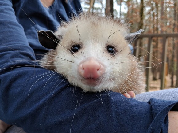 大きなネズミのようでもあり猫のようでもある。孤児となり、人間に保護されたオポッサムが甘えん坊でキュート