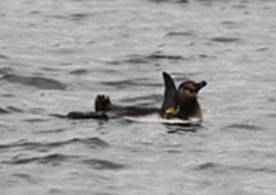 今度はペンギンが！東京から離れたい鳥が続出、葛西臨海水族園からペンギンの幼鳥が脱走