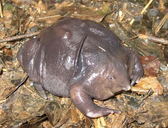PurpleFrog