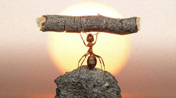 アリンコの世界にもドラマがある。生きた蟻を使ってファンタジーな世界を表現したフォトアート