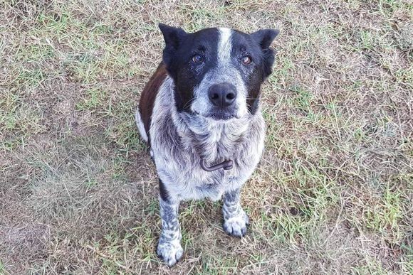 迷子になった3歳の少女に寄り添い雨の中、一晩中守り続けた17歳の老犬（オーストラリア）