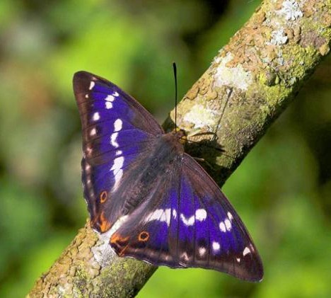 purple_animals_1x