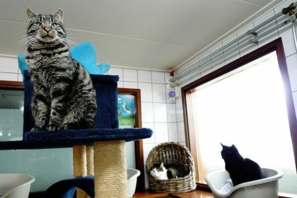 オランダの運河に浮かぶ、世界唯一の水上避難所。保護猫たちが暮らす猫専用ボートハウス
