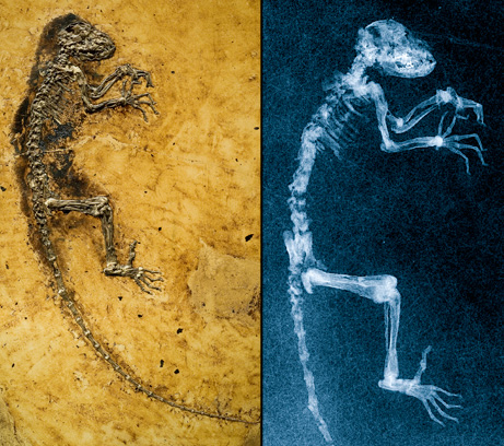090519-ida-primate-fossil-link_big