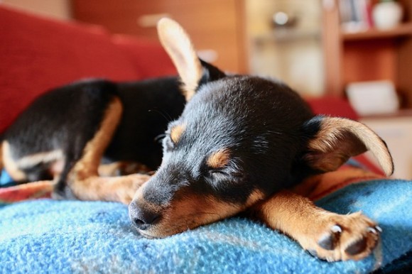 puppy-1977171_640_e