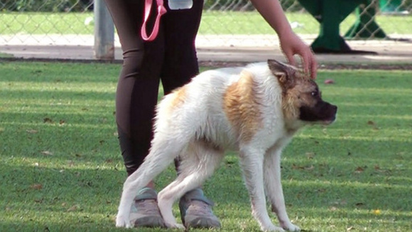 動物たちに与えられた第二の人生。人間によって救出された動物たちの心温まる10のストーリー